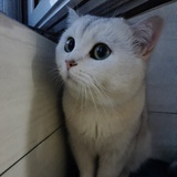 起名废