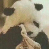 文邺辰