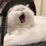 一个崽崽
