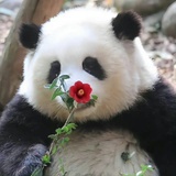 彳亍