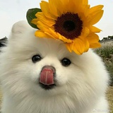 凡阿烦啊-