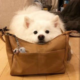 大树