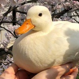 桥前大门下