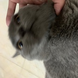 我的臭屎猪猪福
