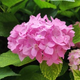 唐大白菜