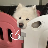 甘蔗椰