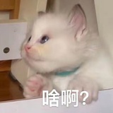 我想养一只兔叽