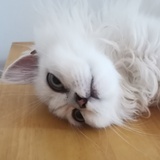锦叨儿