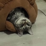 我会有金毛的