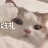 一只茶树菇