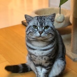三毛