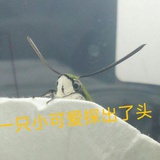 熊鞍津伏