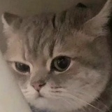 胖猫一只