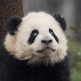 花花叶叶么么猪