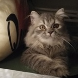家有肥包
