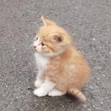 十七