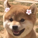 抹茶味我可