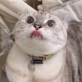 小苡是一只猫