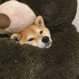 我嗑的都szd