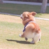 哦吼