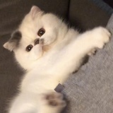 🐈💸