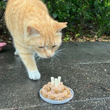 小猪玫瑰