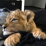 nadi