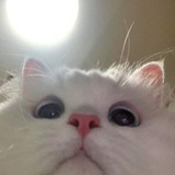 招宝