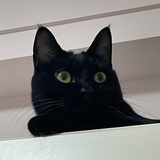 刹车失灵的一酱