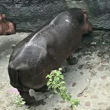 巨C胡雨同