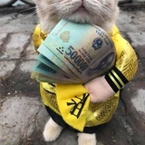 小豆猪