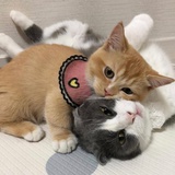 一颗葡萄