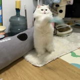 qingqing