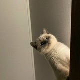 薛定谔之猫