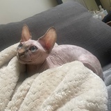 道友请留步