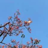 顺顺
