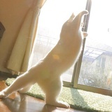 嚯嚯哈嘿