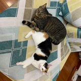拽拽的小猫咪
