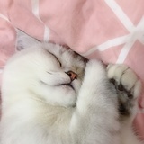 一个菠萝油吖