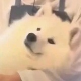 中华小厨娘