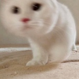 张干嘛