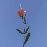 祁♡
