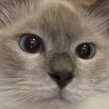 LULU