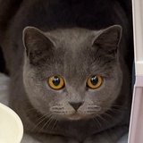枼斛