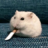肥肥喵喵