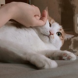 Kuu