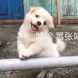肉肉