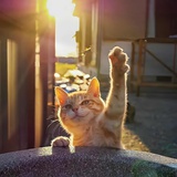 叶落桐川
