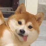 佛系的村头二狗