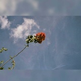 范成美